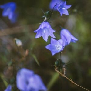 Meet your Posher, Moni